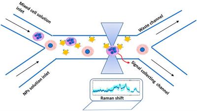 Advanced Biophotonics Techniques: The Role of Optical Tweezers for Cells and Molecules Manipulation Associated With Cancer